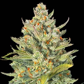 Auto Mimosa Max > G13 Labs